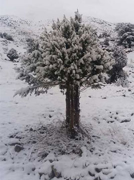 Segundo día de tormentas en Líbano Segundo día de tormentas, la nieve cubre las montañas